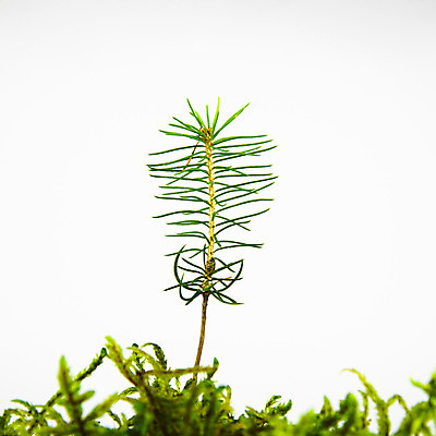 포토 JPG 해외이미지 나무 식물 계절 백그라운드 자연 새로움 사람없음 초록색 농장 새싹 환경 봄 성장 흰색 나뭇가지 신선 숲 상록수 침엽수 전나무 개발 고립 땅바닥 모종 묘목 생태학 가문비나무 그리너리 해외202004 해외포토 교육 컬러 컨셉 농업 바닥 생태계 파일형식 트랜드컬러 이미지허브