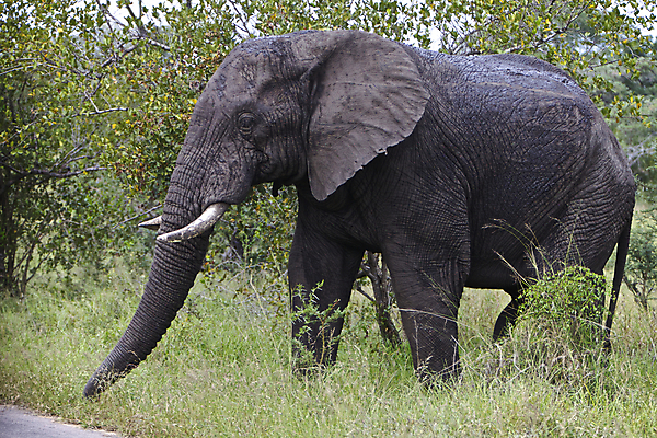 포토 JPG 해외이미지 동물 공원 도로 야생동물 포유류 아프리카 자연 코끼리 사람없음 야외 걷기 사파리 황소 멸종 남쪽 건너기 전국 해외202004 해외포토 공공시설 나라 길 교통시설 모션 소 방향 생태계 파일형식 이미지허브