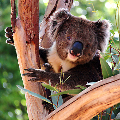 포토 JPG 해외이미지 나무 동물 행복 얼굴 잎 곰 앉기 사람없음 나뭇가지 호주 손목시계 호기심 오르기 유칼립투스 잇몸 집게발 해외202004 해외포토 식물 감정 시계 컨셉 신체 장신구 포유류 모션 신체부위 오세아니아 파일형식 이미지허브