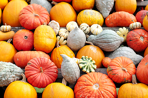 포토 JPG 해외이미지 식물 계절 음식 백그라운드 단풍 패턴 농업 채소 오렌지 부분 자연 벽지 호박 휴가 사람없음 장식 빨간색 초록색 농장 노란색 정원 축제 할로윈 수확 가을 작음 큼 11월 질감 박 추수감사절 흙더미 10월 내추럴 숙성 식용 많음 해외202004 해외포토 산업 기독교 컬러 컨셉 잎 무늬 과일 흙 날짜 크기 생태계 파일형식 더미 이미지허브