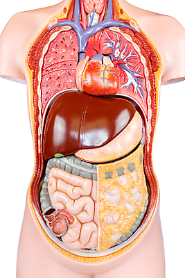 포토 JPG 해외이미지 모델 교육 과학 신체 학교 근육 실내 건강 사람 사람없음 스터디 의사 하트 조직 수술 오르간 허파 엉덩이 피부 어깨 생물학 순환 간 몸통 정맥 궤 해외202004 해외포토 모양 의학 모션 내부 신체부위 치료 학습 의료진 장기_의학 건반악기 호흡기관 혈관 파일형식 이미지허브