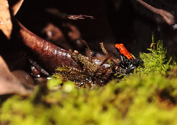 포토 JPG 해외이미지 야생동물 파충류 개구리 양서류 사람없음 해외202004 해외포토 동물 파일형식 이미지허브