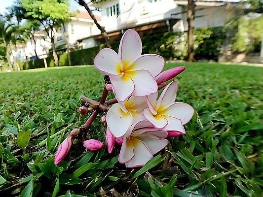 포토 JPG 해외이미지 나무 디자인 꽃잎 꽃 분홍색 꽃다발 나비 백그라운드 잎 꽃무늬 자연 휴식 미술 사람없음 장식 빨간색 초록색 노란색 정원 스파 봄 벚꽃 흰색 인사 신선 다발 묘사 내추럴 고립 엘리먼트 해외202004 해외포토 식물 계절 컬러 곤충 컨셉 무늬 문화예술 예절 생태계 파일형식 이미지허브