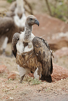 포토 JPG 해외이미지 동물 1 공원 야생동물 날개 아프리카 자연 조류 사람없음 흰색 황무지 사파리 깃털 부리 육식동물 케냐 계산서 동물상 전국 해외202004 해외포토 공공시설 나라 컬러 조형물 생태계 파일형식 이미지허브