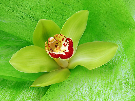 포토 JPG 해외이미지 식물 꽃잎 꽃 화초 줄기 꽃다발 백그라운드 꽃무늬 자연 동양인 사람없음 초록색 파란색 컬러풀 벚꽃 나뭇가지 개화 난초 열정 나방 내추럴 강렬 고립 단아함 이국적 해외202004 해외포토 나무 감정 컬러 곤충 무늬 인종 생태계 파일형식 이미지허브