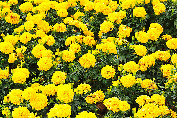 포토 JPG 해외이미지 식물 꽃 아시아 문화 밭 농업 사람없음 장식 컬러풀 노란색 정원 봄 활발 벚꽃 황금 원예 아즈텍 해외202004 해외포토 계절 나라 산업 컬러 컨셉 취미 파일형식 이미지허브