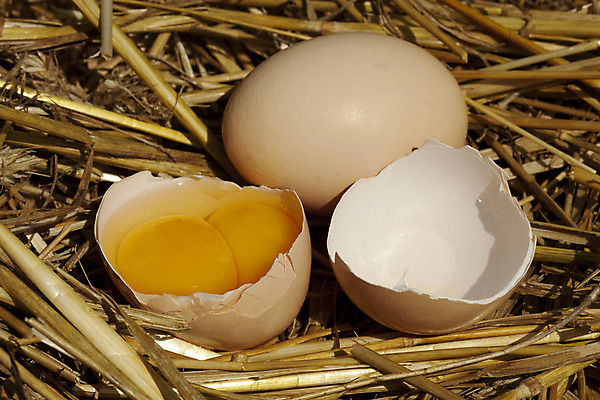 포토 JPG 해외이미지 음식 조각 사람없음 갈색 계란 신선 큼 날것 밀짚 깨짐 단백질 해외202004 해외포토 컬러 컨셉 알 짚 크기 영양소 파일형식 이미지허브