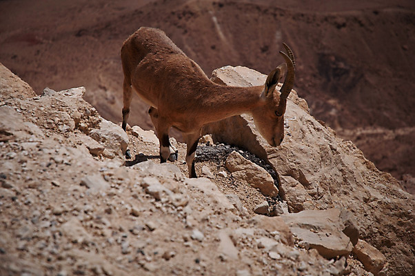 포토 JPG 해외이미지 동물 남자 여행 포유류 자연 하늘 염소 산 뿔 풍경 사람없음 야외 가로 여름 햇빛 갈색 노란색 절벽 뜨거움 중앙 분화구 가뭄 온도 동쪽 슬로프 이스라엘 지질학 해외202004 해외포토 계절 교육 컬러 날씨 스키장 사람 태양 방향 생태계 화산 서아시아 파일형식 이미지허브