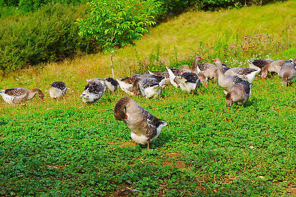 포토 JPG 해외이미지 나무 동물 계절 유럽 음식 밭 농업 자연 조류 산 그림자 풍경 잔디 사람없음 야외 초록색 농장 농경지 마을 계곡 봄 프랑스 가을 시골 숲 그늘 먹이 방목 땅 지중해 언덕 알프스 거위 프랑스어 밭일 찰과상 목가 해외202004 해외포토 식물 문자 나라 산업 바다 컬러 축산업 상처 생태계 파일형식 이미지허브