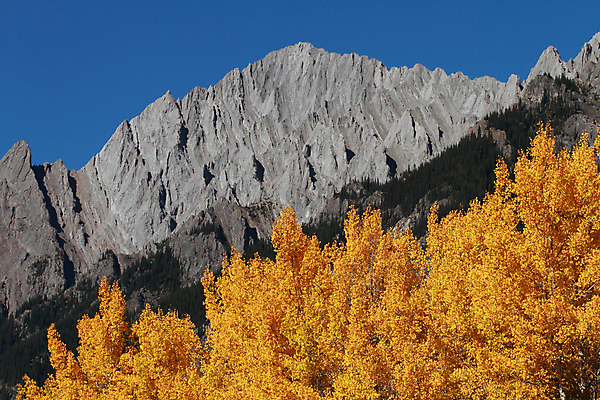 포토 JPG 해외이미지 나무 계절 잎 캐나다 날리기 바람 산 사람없음 노란색 추위 가을 숲 시원함 10월 미루나무 밴프 앨버타 로키산맥 해외202004 해외포토 자연요소 식물 컬러 북아메리카 모션 날씨 날짜 파일형식 이미지허브