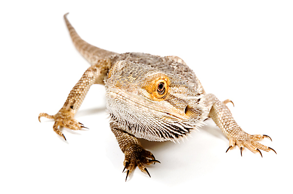 포토 JPG 해외이미지 동물 척추동물 야생동물 파충류 자연 수염 사람없음 반려동물 흰색 용 호주 척추 눈금 도마뱀 이구아나 원시시대 기어가기 고립 해외202004 해외포토 컬러 모션 뼈 역사 오세아니아 생태계 파일형식 이미지허브