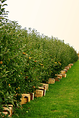 포토 JPG 해외이미지 나무 계절 음식 잎 농업 과일 자연 사람없음 초록색 여름 농장 정원 수확 성장 가을 나뭇가지 신선 달콤 사과 과수원 8월 내추럴 밭일 숙성 줄서기 해외202004 해외포토 식물 산업 컬러 모션 날짜 맛 생태계 파일형식 이미지허브