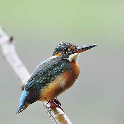 포토 JPG 해외이미지 동물 여자 아시아 야생동물 날개 태국 자연 조류 낚시 사람없음 파란색 컬러풀 관찰 깃털 물총새 해외202004 해외포토 나라 컬러 모션 레저 사람 생태계 파일형식 이미지허브