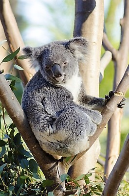 포토 JPG 해외이미지 주간 나무 한마리 자연 나뭇잎 매달리기 사람없음 야외 귀여움 나뭇가지 호주 코알라 유칼립투스 해외202004 해외포토 자연요소 식물 1 컨셉 잎 포유류 모션 오세아니아 생태계 파일형식 이미지허브