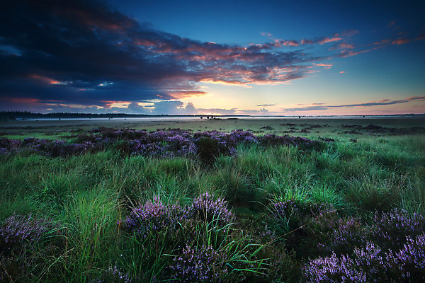 포토 JPG 해외이미지 구름 꽃 분홍색 밭 오렌지 자연 하늘 아침 따뜻함 풍경 사람없음 야외 초록색 여름 파란색 햇빛 일출 보라색 들꽃 안개 벚꽃 시골 습지 제비꽃 속도 네덜란드 수평선 해외202004 해외포토 주간 자연요소 식물 계절 유럽 컬러 농업 과일 날씨 태양 노을 생태계 파일형식 이미지허브