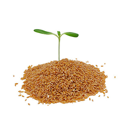 포토 JPG 해외이미지 식물 1 계절 지구 백그라운드 컨셉 잎 농업 채소 자연 새로움 건강 씨앗 사람없음 초록색 약 새싹 환경 정원 희망 봄 활발 성장 흰색 나뭇가지 시골 보호 작음 땅 밀 시작 싱글 유기농 원예 뿌리 개발 고립 모종 사춘기 세련 해외202004 해외포토 나무 웰빙 감정 산업 컬러 의학 곡류 취미 크기 생태계 파일형식 이미지허브