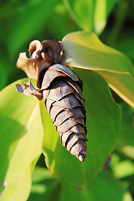 포토 JPG 해외이미지 식물 꽃 아시아 야생동물 잎 태국 자연 사람없음 야외 초록색 정원 활발 황무지 숲 작음 열대우림 땅 생강 열대기후 해외202004 해외포토 동물 나라 컬러 컨셉 채소 크기 생태계 파일형식 이미지허브