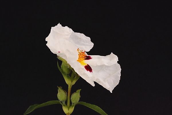 포토 JPG 해외이미지 식물 꽃잎 꽃 잎 자연 사람없음 정원 흰색 관목 꽃가루 꽃수술 해외202004 해외포토 나무 컬러 가루 생태계 파일형식 이미지허브