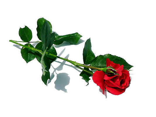 포토 JPG 해외이미지 식물 손 여자 꽃잎 꽃 분홍색 백그라운드 꽃무늬 신체 손가락 자연 발렌타인데이 건강 선물 사랑 사람 사람없음 치료 빨간색 장미 스파 달 흰색 축하 신선 잡기 못 손톱관리 피부관리 아로마테라피 고립 돌봄 해외202004 해외포토 자연요소 감정 컬러 컨셉 무늬 의학 모션 데이이벤트 신체부위 뷰티 공구 네일아트 생태계 테라피 파일형식 이미지허브