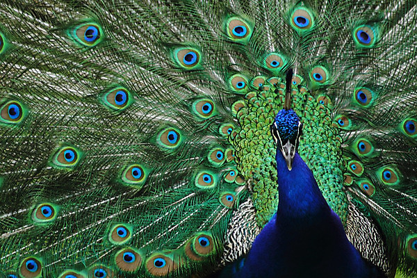 포토 JPG 해외이미지 동물 남자 백그라운드 패턴 오렌지 자연 조류 동물원 사람없음 초록색 파란색 컬러풀 페인트 황금 우아함 공작 깃털 묘사 질감 솜털 해외202004 해외포토 컬러 컨셉 무늬 과일 사람 생태계 파일형식 이미지허브