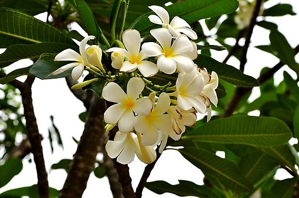 포토 JPG 해외이미지 전통 디자인 옷 아시아 종교 조각 백그라운드 패턴 바지 태국 표면 형상 사람없음 장식 파란색 조각상 숫자 유행 믿음 탑 직물 도시 사찰 뱀 숲 악마 남색 성직자 승려 목사 질감 땀 섬유 수도원 그런지 사리탑 수녀원 숭배 신앙심 옛날 우화 철학 충실 스타일 해외202004 해외포토 문자 건축물 교육 감정 나라 컬러 무늬 종교건축 파충류 하의 조형물 파일형식 이미지허브