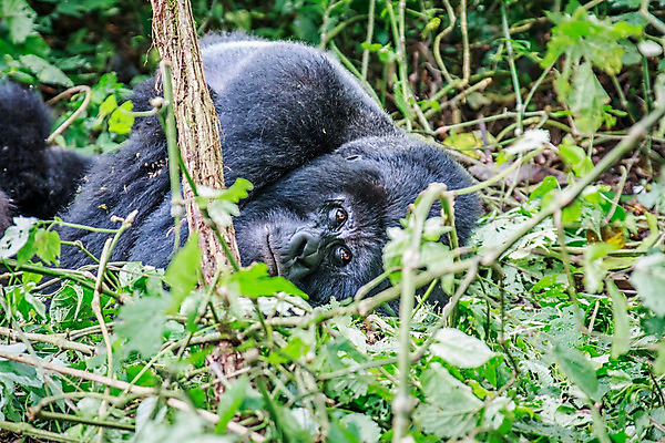 포토 JPG 해외이미지 동물 공원 야생동물 여행 포유류 가족 아프리카 자연 초식동물 휴가 산 사람없음 원숭이 숲 큼 열대우림 사파리 멸종 유인원 고릴라 르완다 우간다 전국 콩고 해외202004 해외포토 공공시설 나라 관계 크기 생태계 파일형식 이미지허브