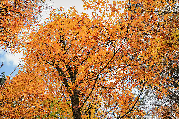 포토 JPG 해외이미지 나무 식물 공원 여행 단풍 잎 오렌지 자연 국립공원 풍경 사람없음 야외 노란색 가을 숲 칠면조 해외202004 해외포토 계절 공공시설 컬러 과일 조류 생태계 파일형식 이미지허브