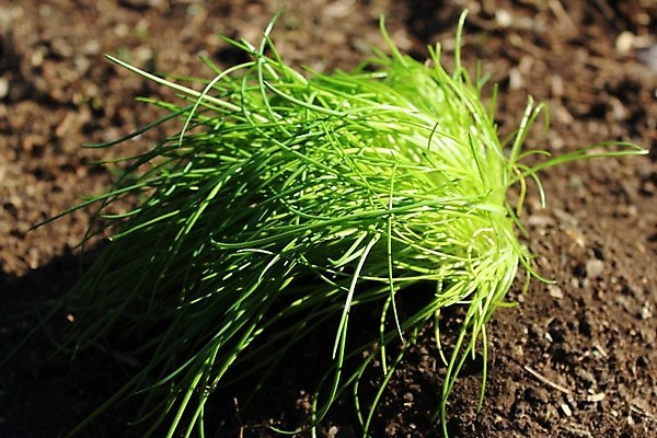 포토 JPG 해외이미지 식물 음식 농업 자연 사람없음 초록색 농장 정원 시골 허브 향신료 매움 쪽파 해외202004 해외포토 산업 컬러 맛 생태계 파 향미료 파일형식 이미지허브