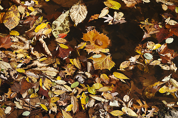 포토 JPG 해외이미지 나무 식물 계절 공원 백그라운드 잎 패턴 오렌지 자연 벽지 추상 프레임 기술 사람없음 야외 장식 가로 빨간색 햇빛 갈색 노란색 보라색 침묵 활발 가을 나뭇가지 그룹 변화 황금 숲 11월 심볼 질감 장면 흙더미 10월 해외202004 해외포토 공공시설 컬러 컨셉 무늬 과일 태양 소리 흙 날짜 생태계 파일형식 더미 이미지허브