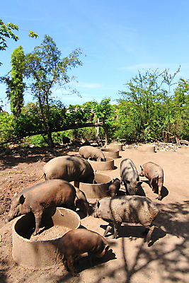 포토 JPG 해외이미지 동물 1 행복 야생동물 포유류 자연 수염 털 사람없음 여름 농장 갈색 머리 가축 잠 돼지 위험 큼 사파리 싱글 코 사냥 귀 육식동물 먼지 주둥이 멧돼지 송곳니 거짓말 땅바닥 몬스터 밭일 해외202004 해외포토 계절 감정 컬러 컨셉 농업 바닥 신체부위 치아 크기 생태계 파일형식 이미지허브