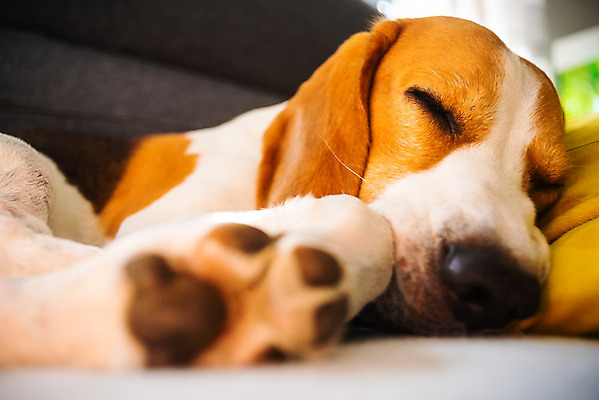 포토 JPG 해외이미지 동물 행복 쿠션 포유류 자연 휴식 아파트 주택 실내 따뜻함 사람없음 내부 반려동물 소파 갈색 노란색 방 잠 휴게실 유머 개 담요 코 사냥개 비글 주둥이 송곳니 거짓말 기르기 유래 안락 해외202004 해외포토 감정 컬러 컨셉 의자 건물 신체부위 치아 생태계 돌봄 파일형식 이미지허브