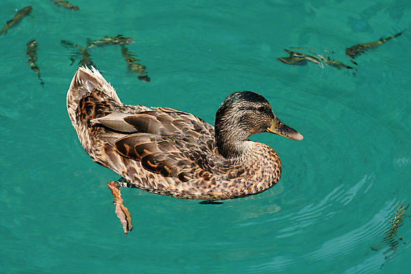 포토 JPG 해외이미지 동물 공원 유럽 호수 자연 오리 3 어류 풍경 사람없음 야외 물 여름 파란색 빛 컬러풀 평화 환경 수영 신선 투명 그룹 크로아티아 내추럴 해외202004 해외포토 자연요소 계절 공공시설 나라 컬러 컨셉 조류 수중동물 수상스포츠 생태계 파일형식 이미지허브