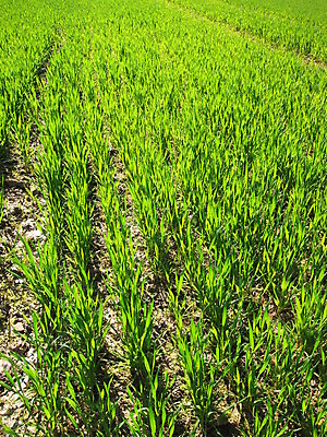 포토 JPG 해외이미지 음식 농업 옥수수 사람없음 초록색 농경지 봄 수확 시골 시리얼 밀 해외202004 해외포토 계절 산업 컬러 곡류 농장 파일형식 이미지허브