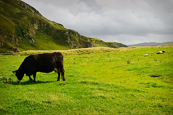 포토 JPG 해외이미지 산 풍경 사람없음 초록색 아일랜드 해외202004 해외포토 유럽 컬러 파일형식 이미지허브