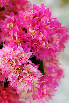 포토 JPG 해외이미지 식물 꽃 분홍색 잎 자연 사람없음 해외202004 해외포토 컬러 생태계 파일형식 이미지허브