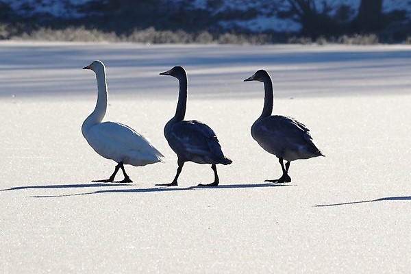 포토 JPG 해외이미지 사람없음 백조 해외202004 해외포토 조류 파일형식 이미지허브
