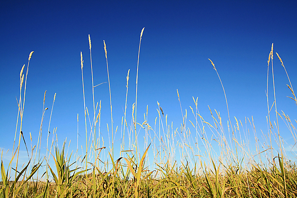 포토 JPG 해외이미지 식물 디자인 계절 실루엣 백그라운드 잎 밭 농업 부분 자연 날씨 바닥 씨앗 잔디 사람없음 야외 가로 초록색 여름 약 노란색 우주 환경 침묵 봄 활발 성장 가을 흰색 허브 심플 지역 고립 넘어짐 멀티 해외202004 해외포토 산업 컬러 컨셉 의학 모션 촬영기법 소리 생태계 파일형식 이미지허브