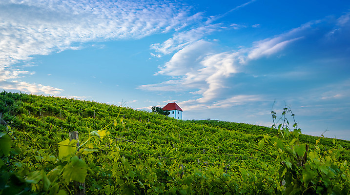 포토 JPG 해외이미지 유럽 백그라운드 농업 자연 하늘 포도 파노라마 풍경 사람없음 초록색 여름 태양 일출 와인 계곡 맑음 일몰 봄 이탈리아 수확 가을 시골 지중해 언덕 포도밭 포도나무 산기슭 밭일 양조장 옛날 토스카나 해외202004 해외포토 자연요소 계절 나라 산업 바다 컬러 밭 과일 날씨 산 주류 촬영기법 노을 과일나무 생태계 파일형식 이미지허브