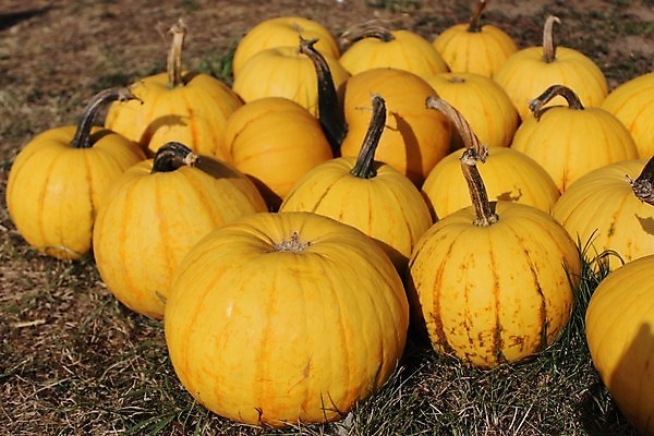 포토 JPG 해외이미지 계절 음식 백그라운드 농업 채소 오렌지 호박 사람없음 농장 할로윈 수확 가을 시장 추수감사절 해외202004 해외포토 산업 기독교 과일 파일형식 이미지허브