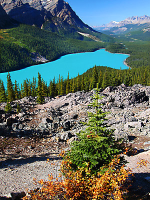 포토 JPG 해외이미지 식물 공원 호수 여행 캐나다 자연 산 풍경 사람없음 야외 파란색 환경 활발 소나무 황무지 숲 땅 언덕 호기심 장면 지역 침엽수 서식지 내추럴 감탄 강렬 밴프 삼림지대 생태학 앨버타 전국 터키석 해외202004 해외포토 나무 공공시설 교육 감정 컬러 컨셉 북아메리카 보석 생태계 파일형식 이미지허브