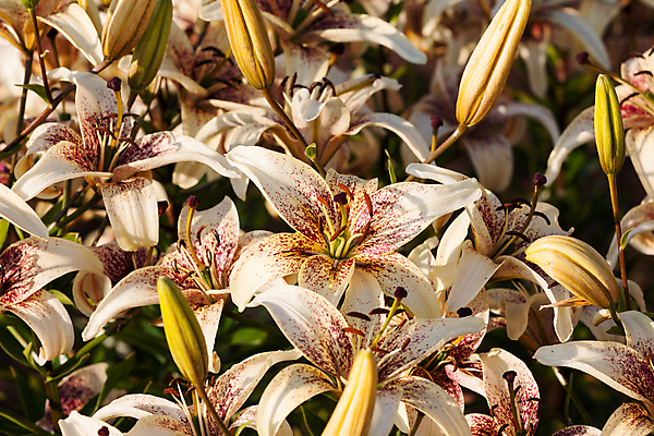 포토 JPG 해외이미지 식물 꽃 여행 백그라운드 잎 꽃무늬 오렌지 벽지 사람없음 초록색 빛 컬러풀 농장 맑음 신선 백합 시원함 북쪽 산악지대 구성 해외202004 해외포토 컬러 무늬 농업 과일 날씨 산 방향 파일형식 이미지허브