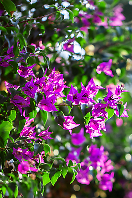 포토 JPG 해외이미지 나무 식물 꽃잎 꽃 분홍색 백그라운드 잎 꽃무늬 패턴 자연 추상 사람없음 장식 초록색 여름 컬러풀 정원 보라색 봄 벚꽃 나뭇가지 신선 개화 우아함 자주색 다발 제비꽃 질감 상록수 해외202004 해외포토 계절 컬러 컨셉 무늬 생태계 파일형식 이미지허브