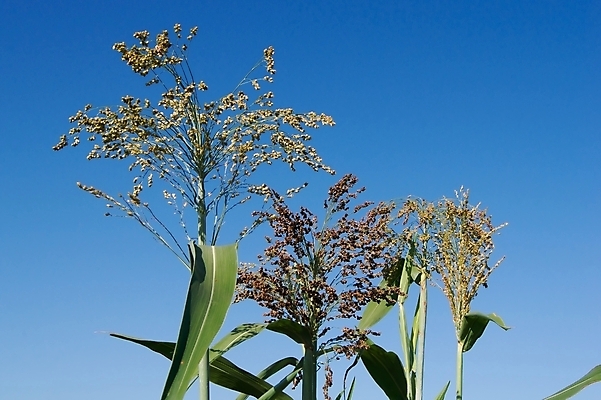 포토 JPG 해외이미지 식물 줄기 잎 자연 주류 씨앗 사람없음 야외 초록색 노란색 수확 성장 큼 낟알 밀 스파이크 내추럴 수수 해외202004 해외포토 음료 컬러 농업 곡류 크기 생태계 파일형식 이미지허브