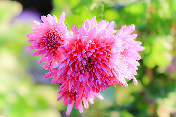 포토 JPG 해외이미지 공원 꽃 행복 분홍색 백그라운드 잎 자연 휴식 풍경 사람없음 빨간색 초록색 컬러풀 노란색 정원 보라색 봄 활발 벚꽃 신선 자주색 강렬 동물상 해외202004 해외포토 식물 계절 공공시설 감정 컬러 컨셉 조형물 생태계 파일형식 이미지허브