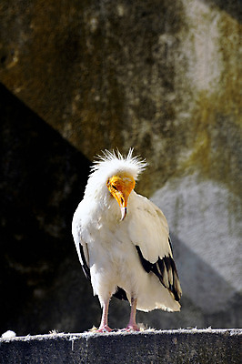 포토 JPG 해외이미지 동물 유럽 얼굴 야생동물 자연 조류 이집트 사람없음 파란색 노란색 흰색 작음 먹이 피부 깃털 해외202004 해외포토 나라 컬러 아프리카 신체부위 크기 생태계 파일형식 이미지허브