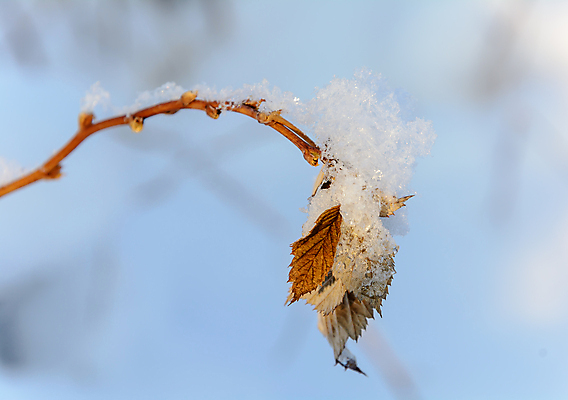 포토 JPG 해외이미지 나무 구름 계절 잎 겨울 자연 하늘 날씨 풍경 사람없음 햇빛 태양 얼음 추위 나뭇가지 소나무 숲 서리 화창 가문비나무 해외202004 해외포토 자연요소 식물 생태계 파일형식 이미지허브