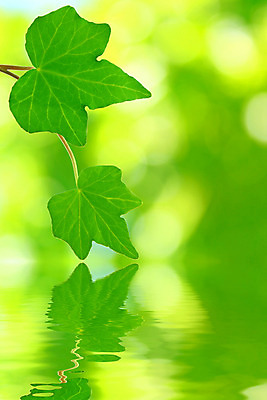 포토 JPG 해외이미지 나무 식물 백그라운드 단풍 잎 자연 아침 추상 사람없음 야외 초록색 물 빛 강 햇빛 반사 환경 정원 맑음 화목 봄 젖음 성장 흰색 물방울 신선 닫기 떨어짐 숲 빗방울 순수 유기농 아이비 내추럴 떠남 생태학 해외202004 해외포토 주간 자연요소 웰빙 계절 교육 컬러 컨셉 무늬 모션 날씨 태양 비_날씨 생태계 파일형식 이미지허브