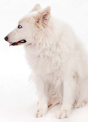 포토 JPG 해외이미지 동물 1 응시 포유류 실내 서기 앉기 사람없음 반려동물 우정 흰색 표현 개 달콤 큼 슛 송곳니 고립 복종 해외202004 해외포토 시선 컬러 모션 내부 친구 맛 치아 크기 파일형식 이미지허브