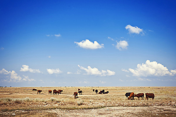 포토 JPG 해외이미지 동물 구름 백그라운드 밭 농업 포유류 자연 하늘 건조 풍경 사람없음 가로 초록색 여름 파란색 농장 농경지 머리 걷기 환경 맑음 검은색 목장 사막 소고기 가을 흰색 시골 그룹 소 닫기 군중 방목 땅 먹기 기르기 밭일 찰과상 목가 해외202004 해외포토 자연요소 계절 산업 컬러 모션 날씨 육류 사람 신체부위 축산업 상처 생태계 돌봄 파일형식 이미지허브