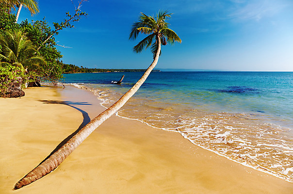 포토 JPG 해외이미지 나무 아시아 모래 바다 섬 여행 태국 자연 하늘 휴가 손바닥 풍경 사람없음 물 여름 파란색 맑음 침묵 산호 숲 휴양지 코코넛 이국적 터키석 파라다이스 포상금 해외202004 해외포토 자연요소 식물 손 계절 나라 컬러 돈 과일 날씨 소리 장소 자포동물 보석 생태계 파일형식 이미지허브